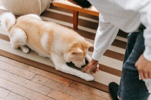 best dog foods for sensitive stomach skin allergies joints and weight management