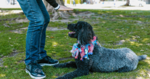 Dog body language showing tail ears and eyes signalling calm or stressed mood