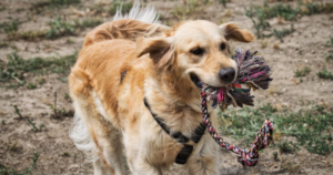 Sample Daily Dog Training Routine