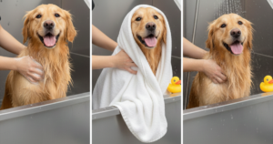 Dog being bathed at home with mild shampoo and warm water step by step