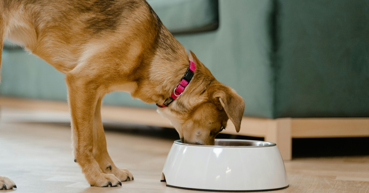 Types of Balanced Dog Diets