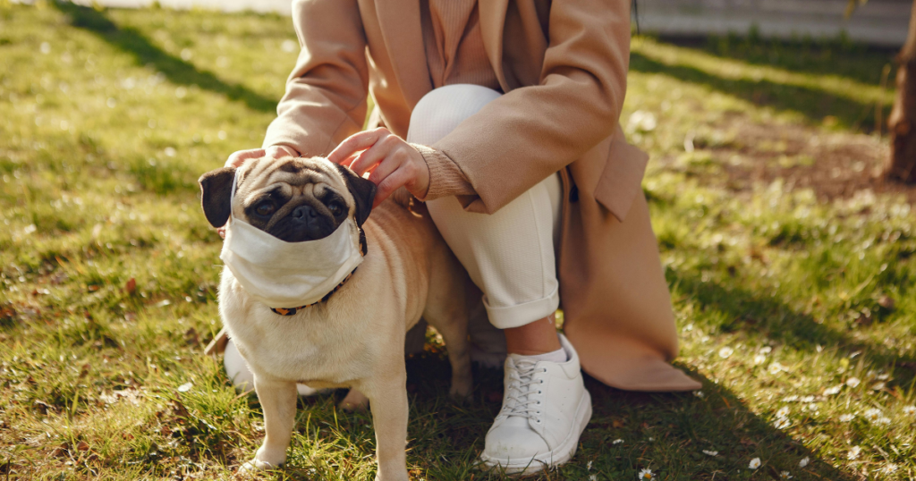 Common Dog Health Problems