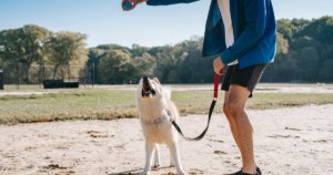 Common Dog Health Problems Every Owner Should Know