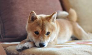 Paraphimosis in Dogs – Signs Every Pet Owner Should Never Ignore