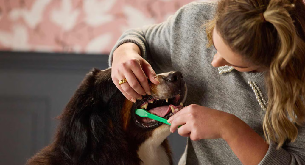 How to Get Rid of Bad Dog Breath Fast