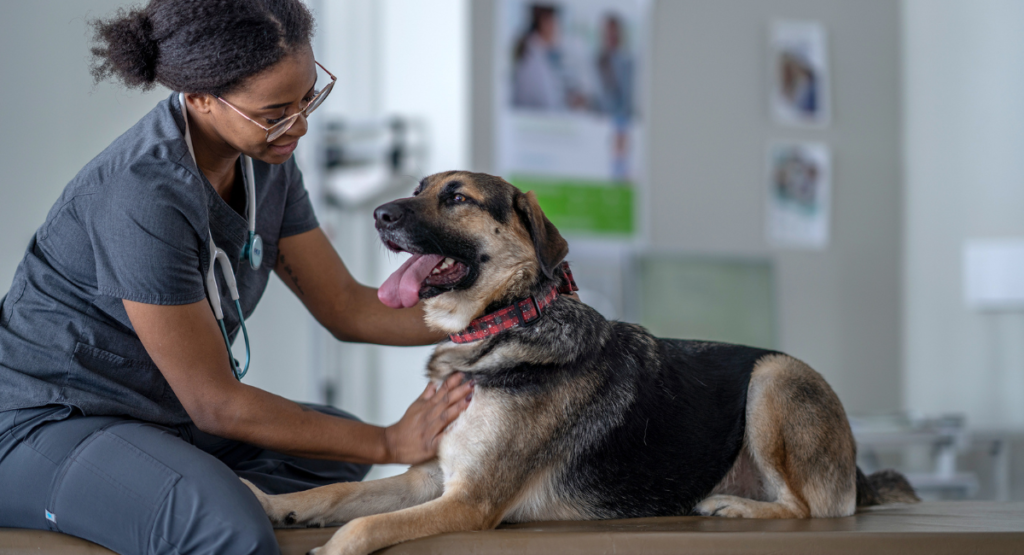Why Is My Dog Breathing Fast? Common Causes, Home Care & When to Worry