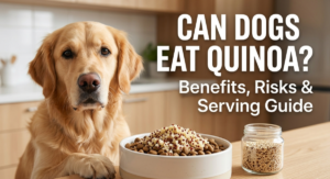 Can Dogs Eat Quinoa? Benefits, Risks & How to Serve It Safely