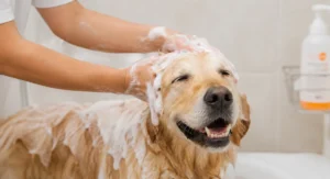 Golden Retriever being bathed with regular dog shampoo during grooming